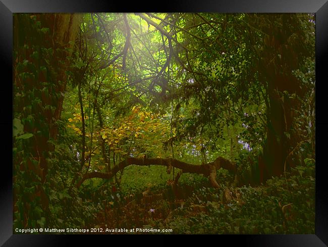 Forest Light Framed Print by Bristol Canvas by Matt Sibtho