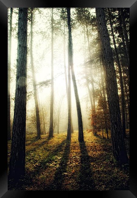 About light & shadow Framed Print by Gabor Dvornik