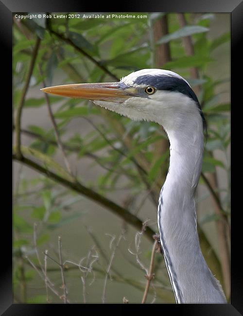 Watchful Framed Print by Rob Lester