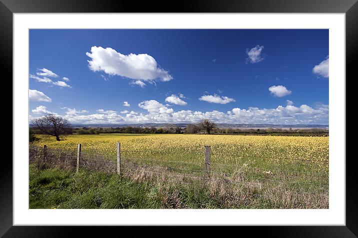 Rape fields Framed Mounted Print by Rob Lester