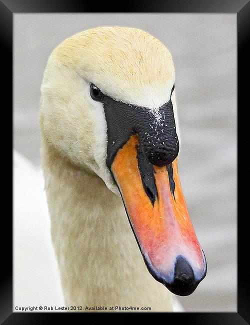 Mute Swan Framed Print by Rob Lester