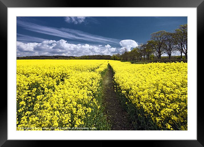 Field of Rape. Framed Mounted Print by Rob Lester