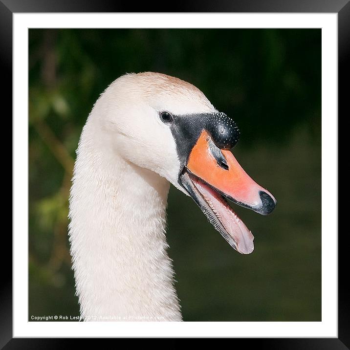 Mute swan, Cygnus olor Framed Mounted Print by Rob Lester