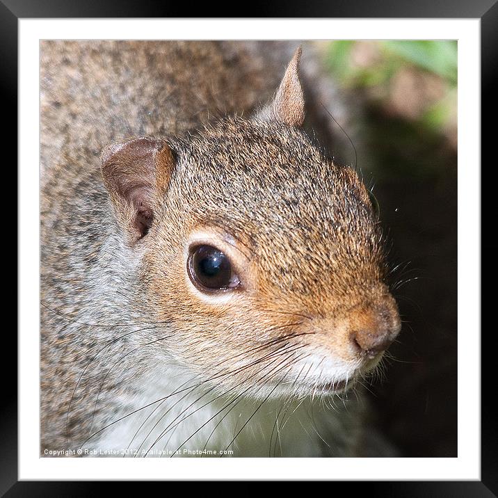 American Grey Squirrel Framed Mounted Print by Rob Lester