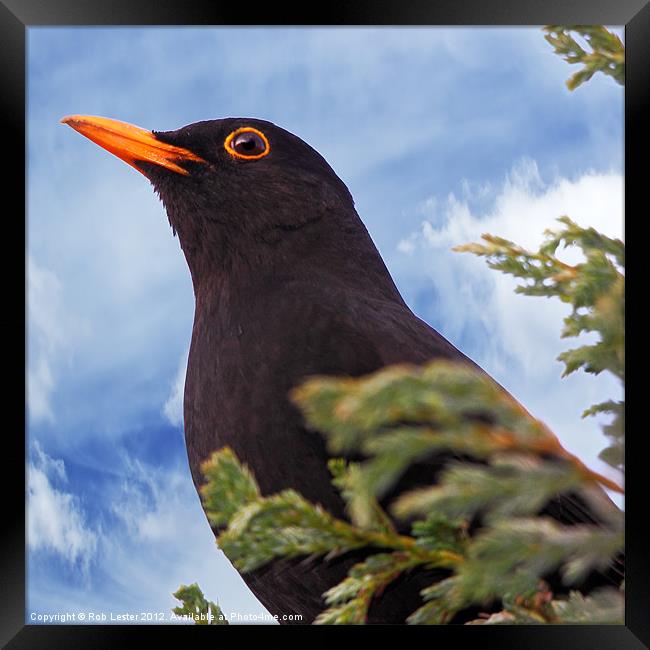 Blackbird Framed Print by Rob Lester