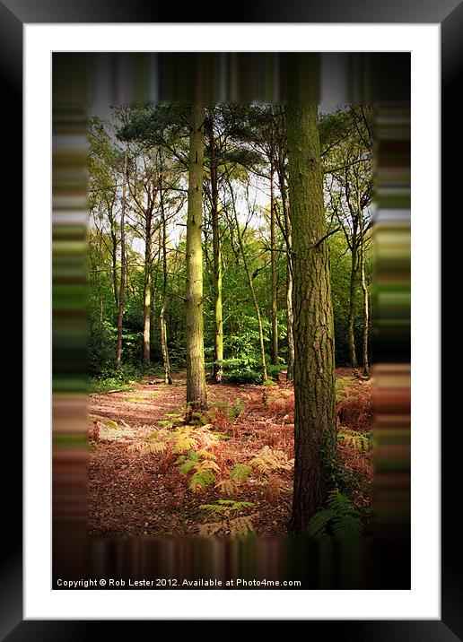 A Walk in Gaussian Wood Framed Mounted Print by Rob Lester