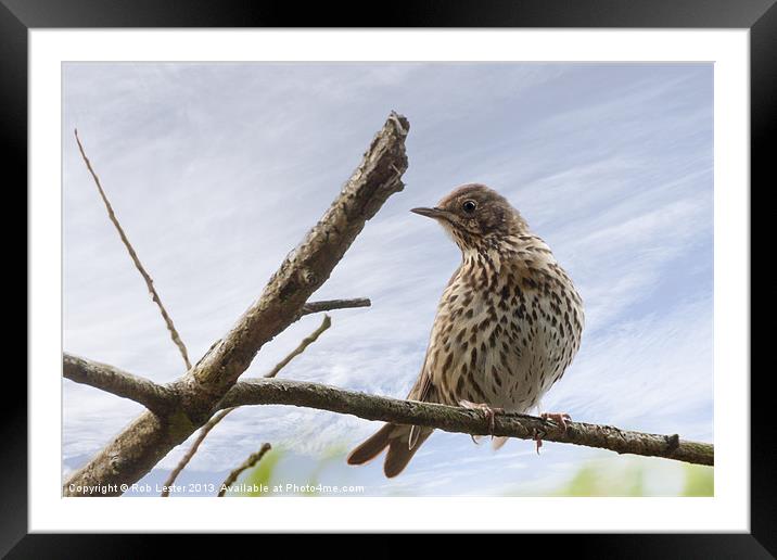 Song thrush ( Turdus philomelos) Framed Mounted Print by Rob Lester