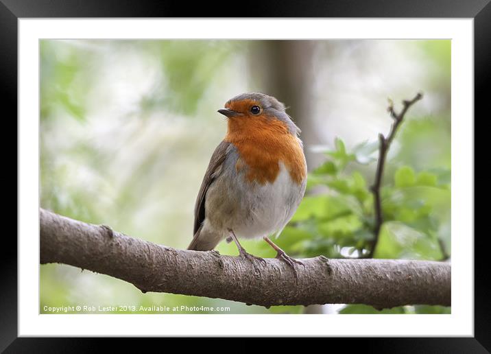 European Robin (Erithacus rubecula) Framed Mounted Print by Rob Lester