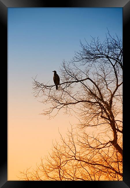Cormorant sunrise Framed Print by Rob Lester