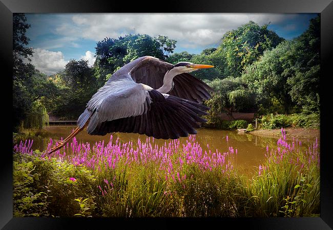  A heron Flies Framed Print by Rob Lester