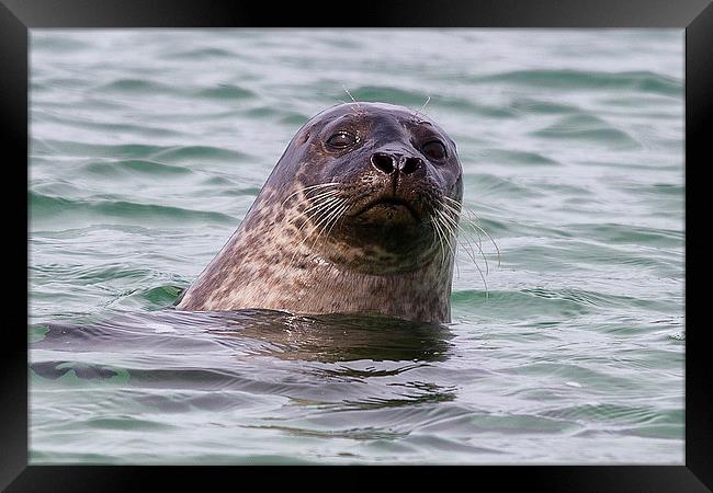  Seal off Skye Framed Print by Rob Lester