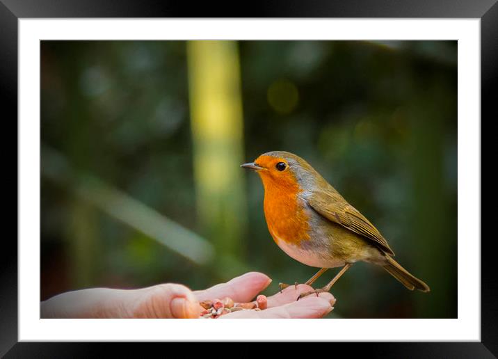 A Robins trust Framed Mounted Print by Rob Lester