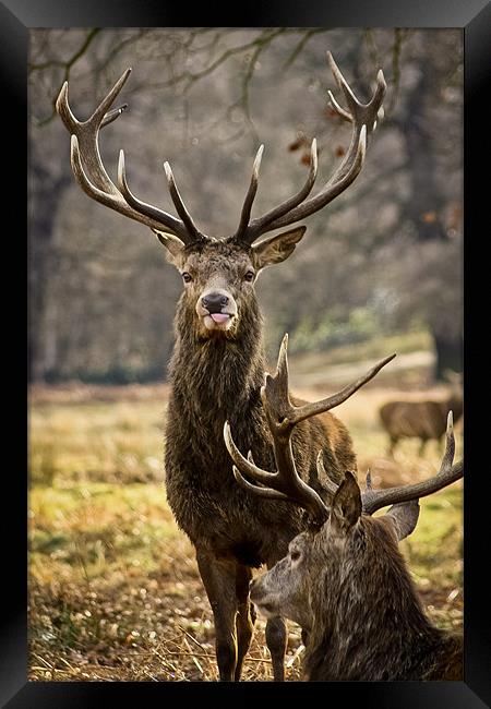 Stag with its tongue out Framed Print by Luke Addison