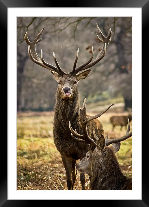 Stag with its tongue out Framed Mounted Print by Luke Addison