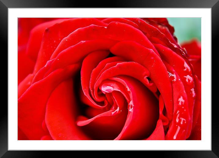 Rose with water-drops Framed Mounted Print by Luke Addison