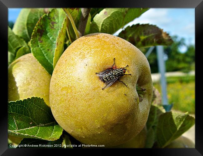 Fly resting on an apple Framed Print by Andrew Rickinson