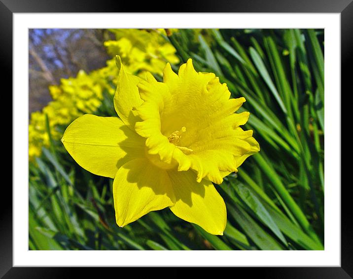 Daffodil Framed Mounted Print by Andrew Rickinson