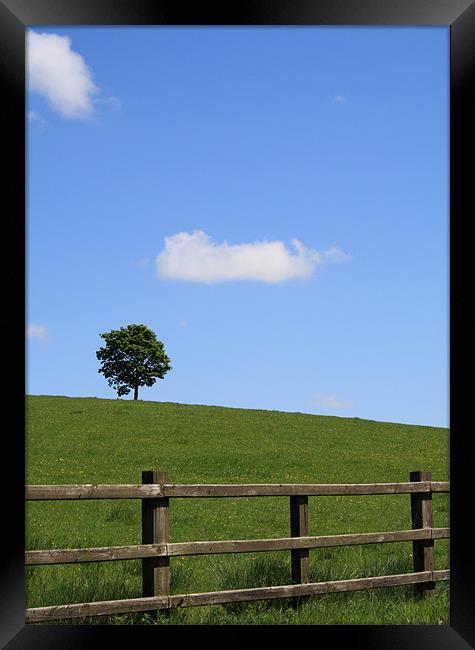 Lone tree at top of a small hill on a sunny day Framed Print by Mick Flynn