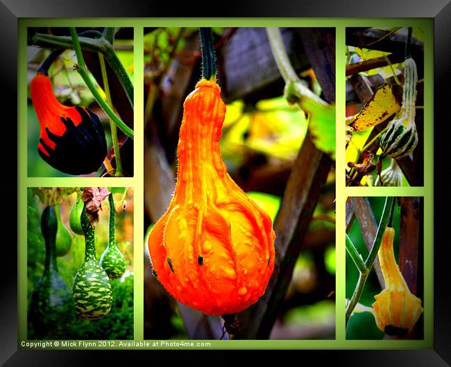 Collage of Gourds Framed Print by Mick Flynn