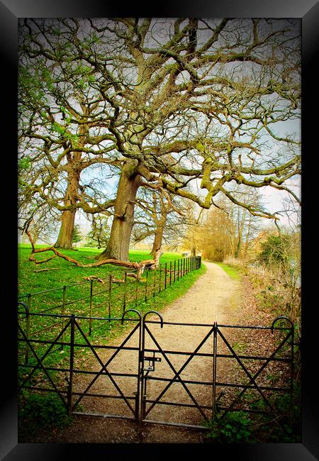 Morgaston Woods The Vyne Sherborne St John Hampshire Framed Print by Andy Evans Photos