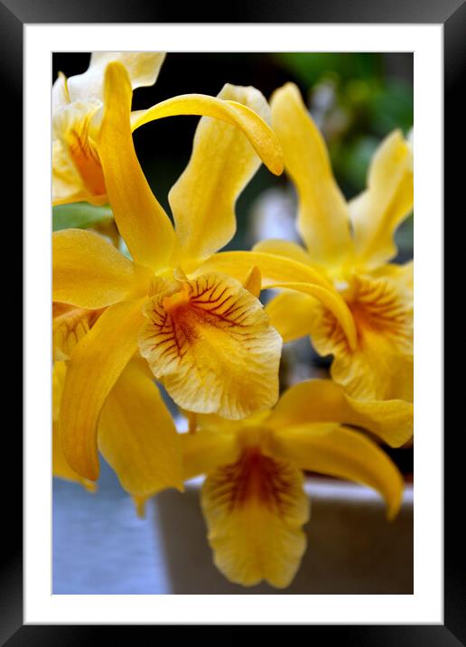 Yellow Orchid Flower Flowering Plant Framed Mounted Print by Andy Evans Photos