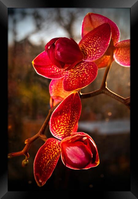 Red Purple Orchid Flower Flowering Plant Framed Print by Andy Evans Photos