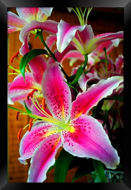 Pink Lily Lilium Herbaceous Flowering Plants Framed Print by Andy Evans Photos