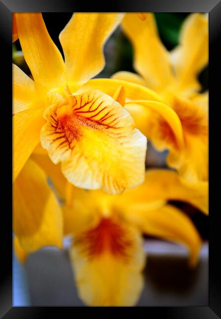 Yellow Orchid Flower Flowering Plant Framed Print by Andy Evans Photos