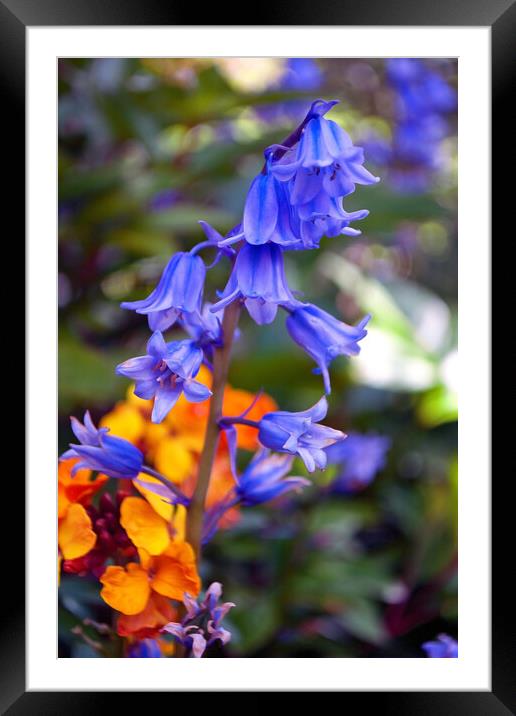 Bluebells Bluebell Spring Flowers Framed Mounted Print by Andy Evans Photos