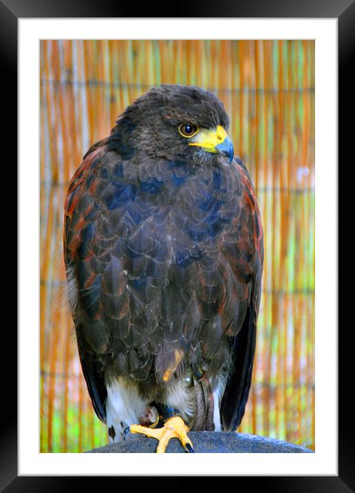 Harris Hawk Bird Of Prey Framed Mounted Print by Andy Evans Photos