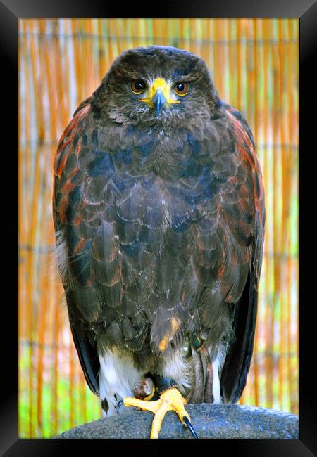 Harris Hawk Bird Of Prey Framed Print by Andy Evans Photos