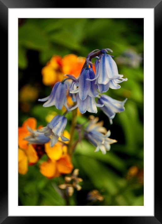 Bluebells Bluebell Spring Flowers Hyacinthoides Framed Mounted Print by Andy Evans Photos