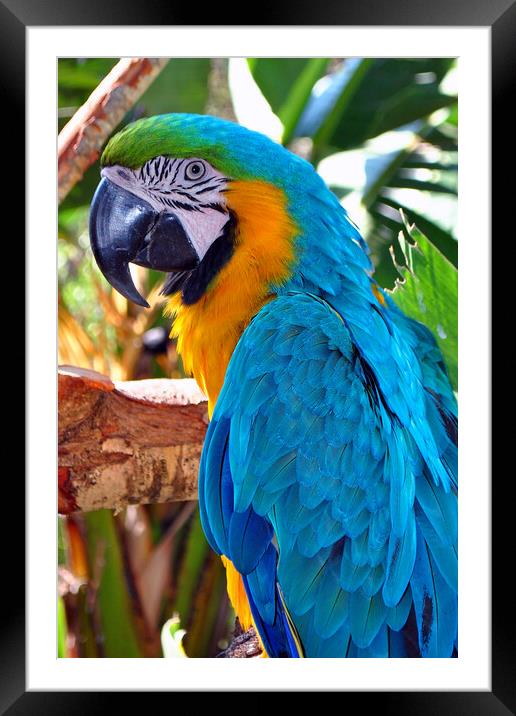 Macaw Parrot Yellow And Blue Bird Framed Mounted Print by Andy Evans Photos