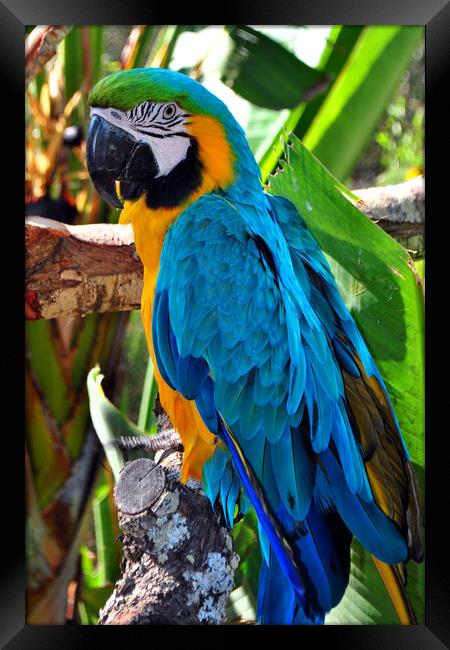 Macaw Parrot Yellow And Blue Bird Framed Print by Andy Evans Photos