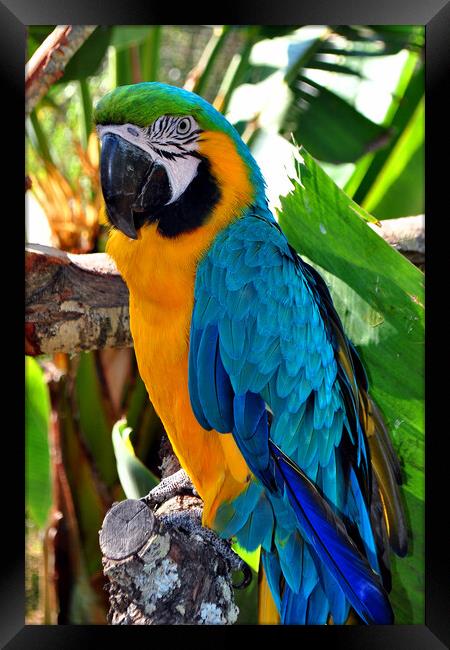 Majestic Macaw: A Symphony of Colors Framed Print by Andy Evans Photos