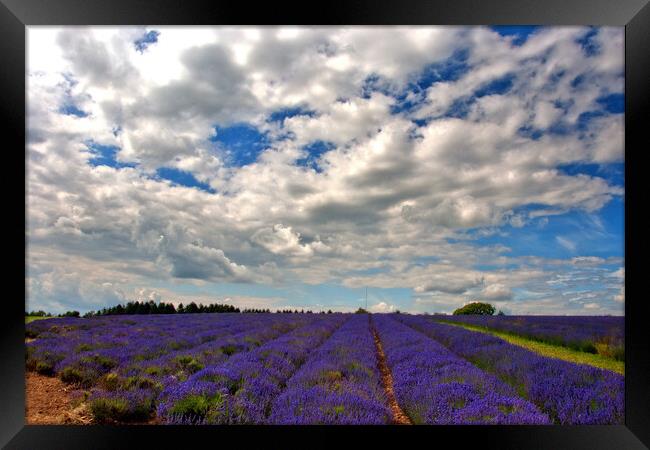 Lavender Field Summer Flowers Cotswolds England Framed Print by Andy Evans Photos