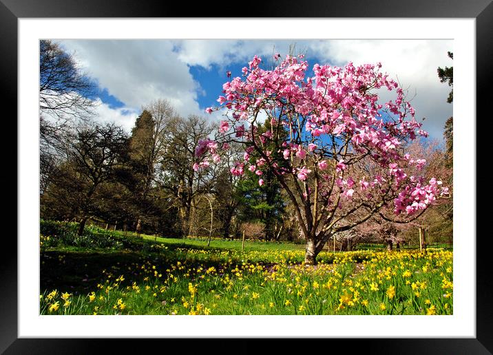Magnolia Tree Batsford Arboretum Cotswolds UK Framed Mounted Print by Andy Evans Photos