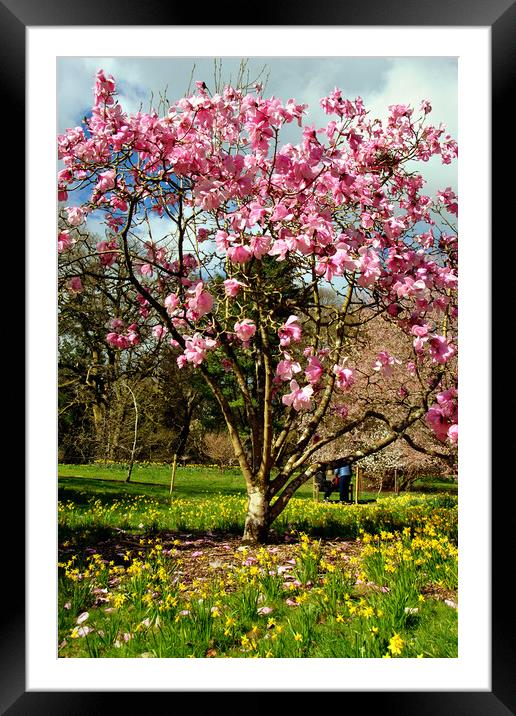 Magnolia Tree Batsford Arboretum Cotswolds UK Framed Mounted Print by Andy Evans Photos