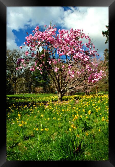 Magnolia Tree Batsford Arboretum Cotswolds UK Framed Print by Andy Evans Photos