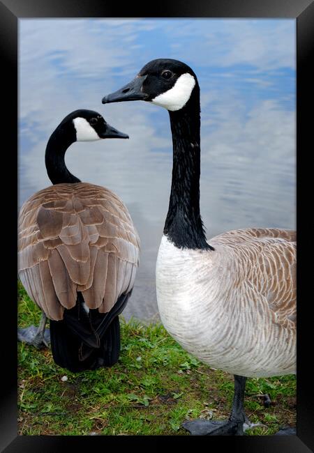 Canada Goose Canadian Geese Wild Bird Framed Print by Andy Evans Photos