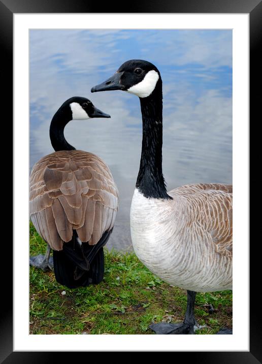 Canada Goose Canadian Geese Wild Bird Framed Mounted Print by Andy Evans Photos
