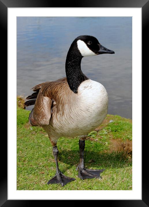 Canada Goose Canadian Geese Wild Bird Framed Mounted Print by Andy Evans Photos