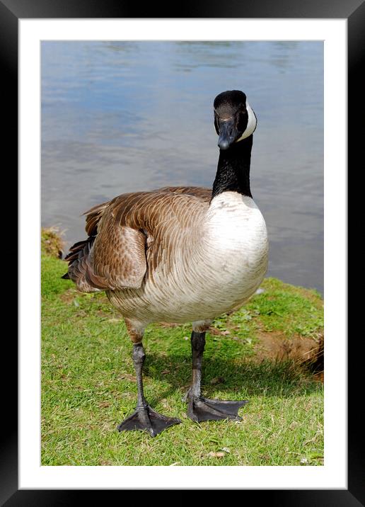 Graceful Canada Geese Framed Mounted Print by Andy Evans Photos