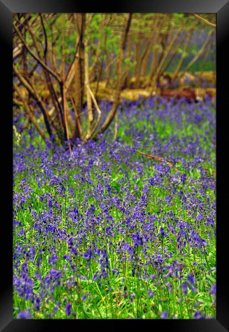 Enchanting Bluebell Symphony Framed Print by Andy Evans Photos