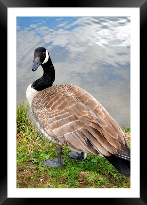 Iconic Canadian Geese: Nature's Elegance Framed Mounted Print by Andy Evans Photos