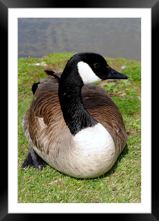 Captivating Canadian Geese Portrait Framed Mounted Print by Andy Evans Photos