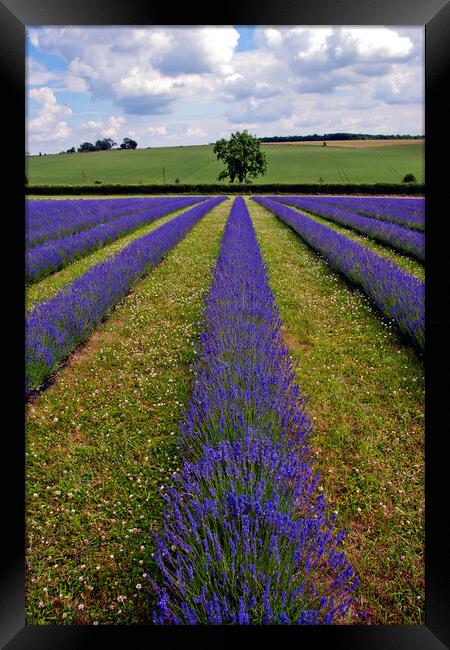 Quintessential English Lavender: Cotswolds' Summer Framed Print by Andy Evans Photos