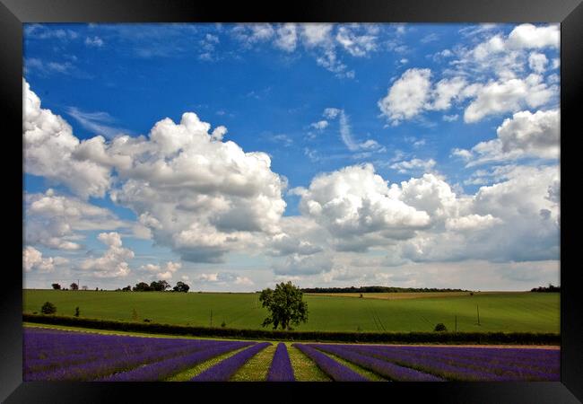 Lavender Bliss in Cotswold's Summer Framed Print by Andy Evans Photos