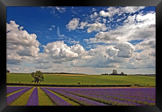 'Serene Cotswolds Lavender Fields' Framed Print by Andy Evans Photos