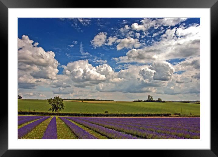 'Serene Cotswolds Lavender Fields' Framed Mounted Print by Andy Evans Photos